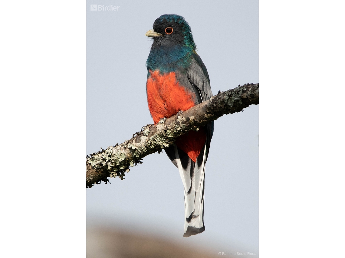 Trogon surrucura