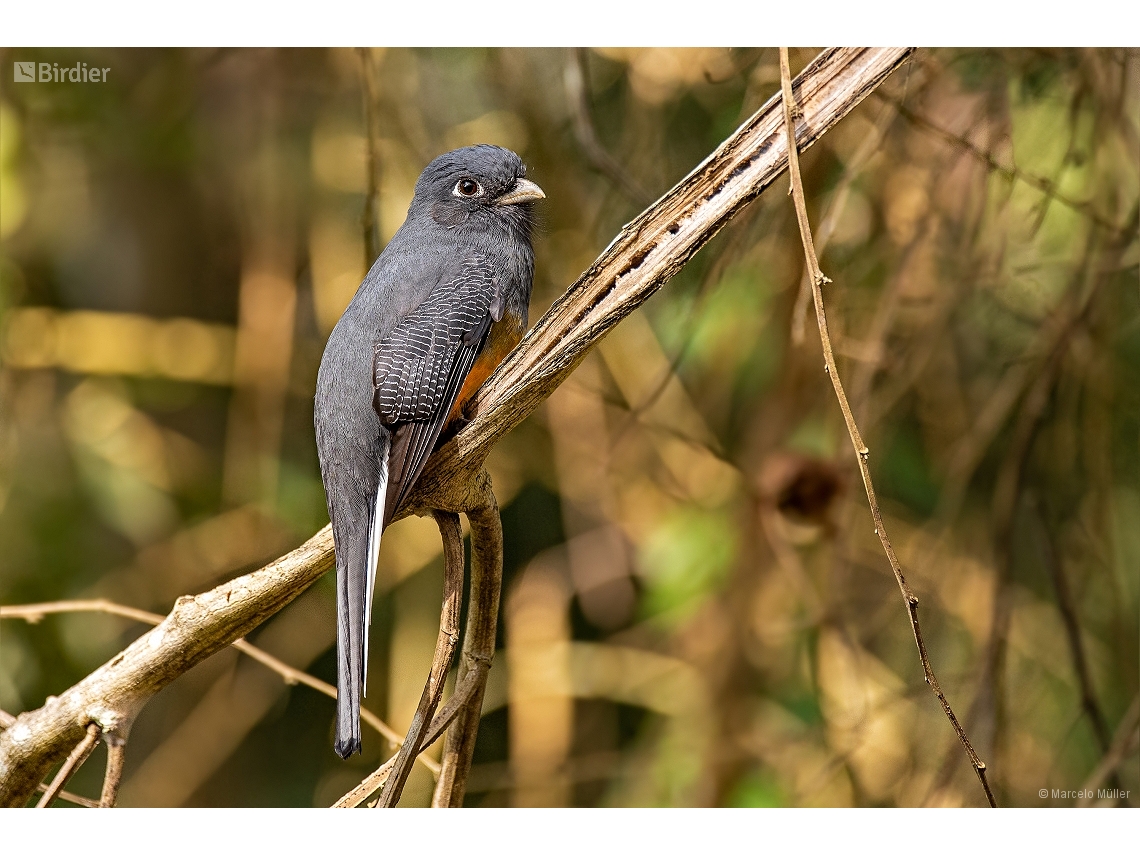 Trogon surrucura