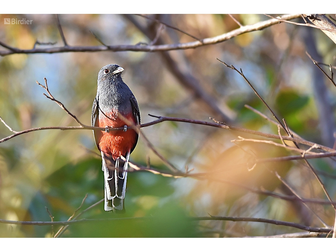 Trogon surrucura