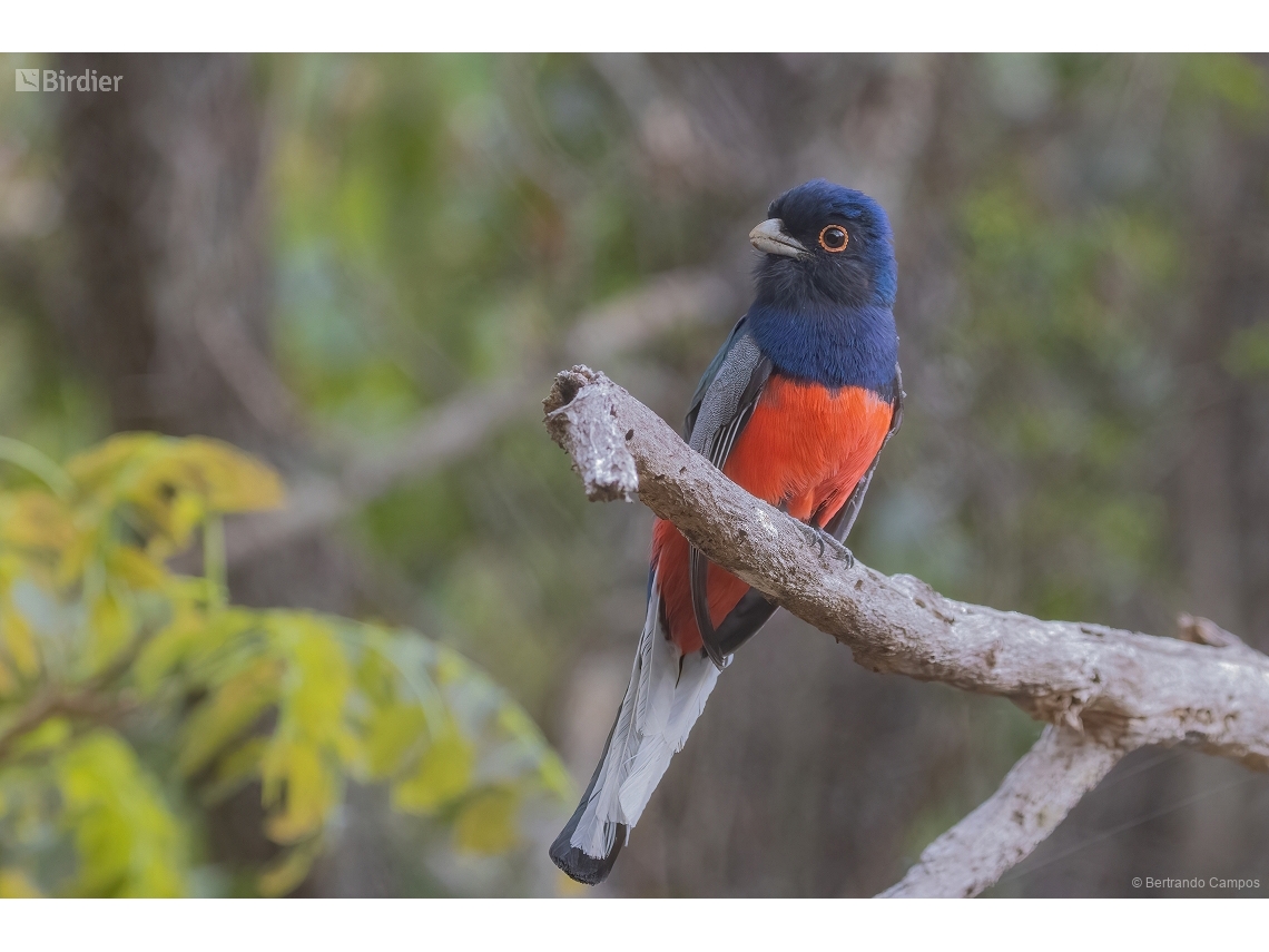 Trogon surrucura