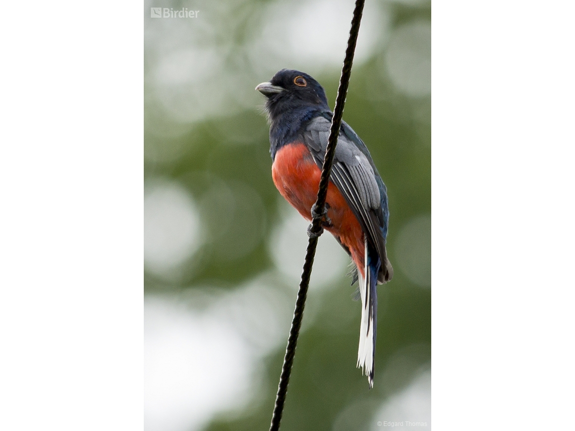 Trogon surrucura