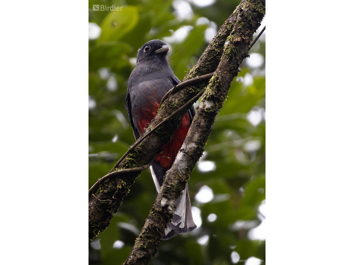 Trogon surrucura