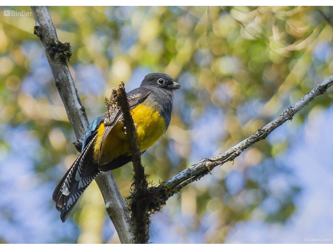 Trogon viridis