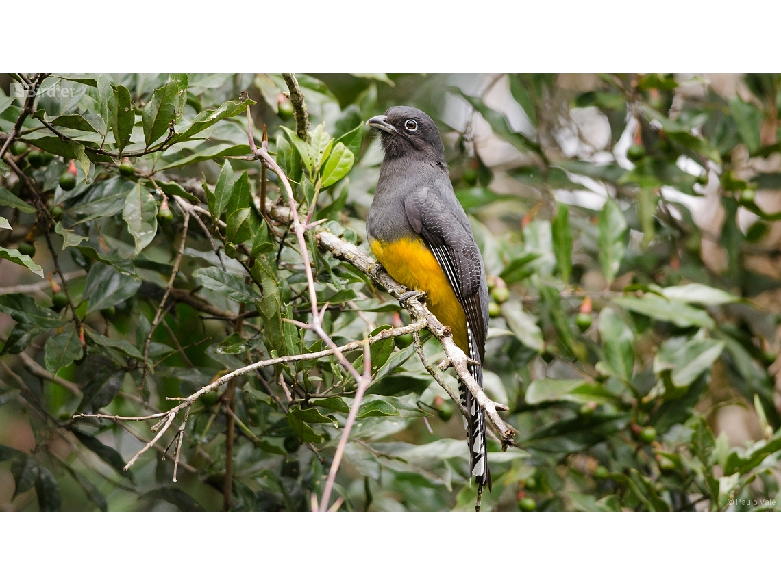 Trogon viridis