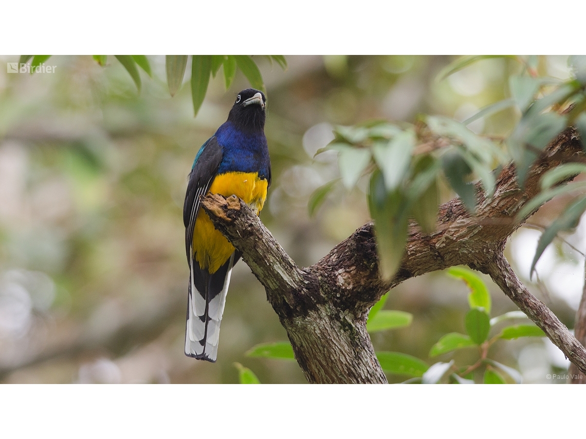 Trogon viridis
