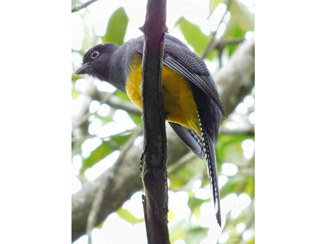 Trogon viridis