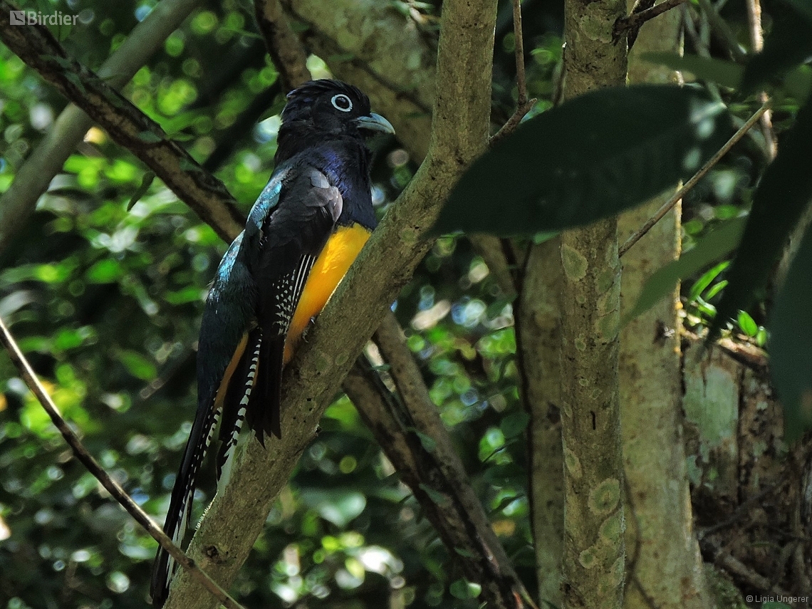 Trogon viridis