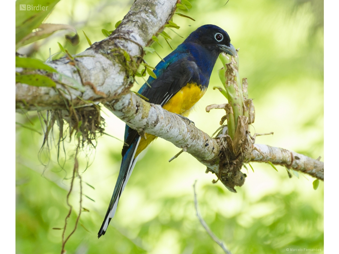 Trogon viridis