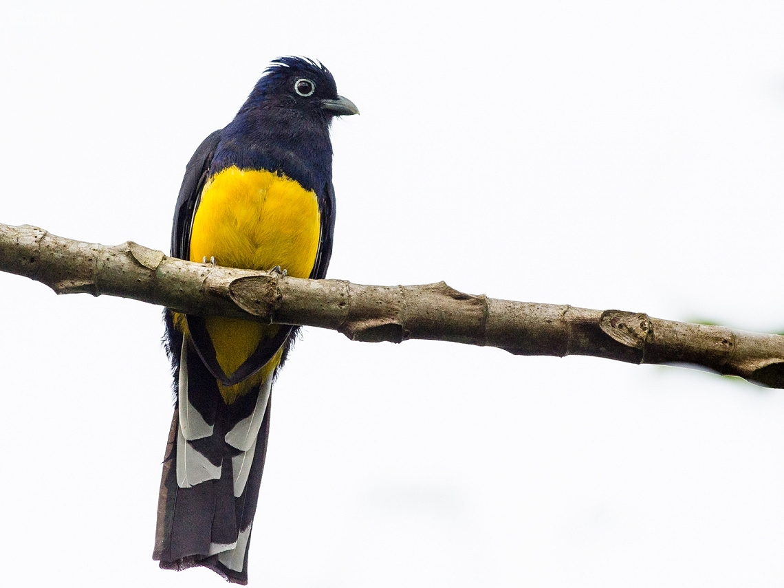 Trogon viridis