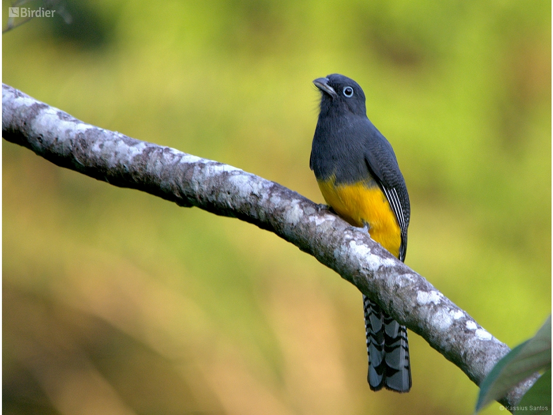 Trogon viridis