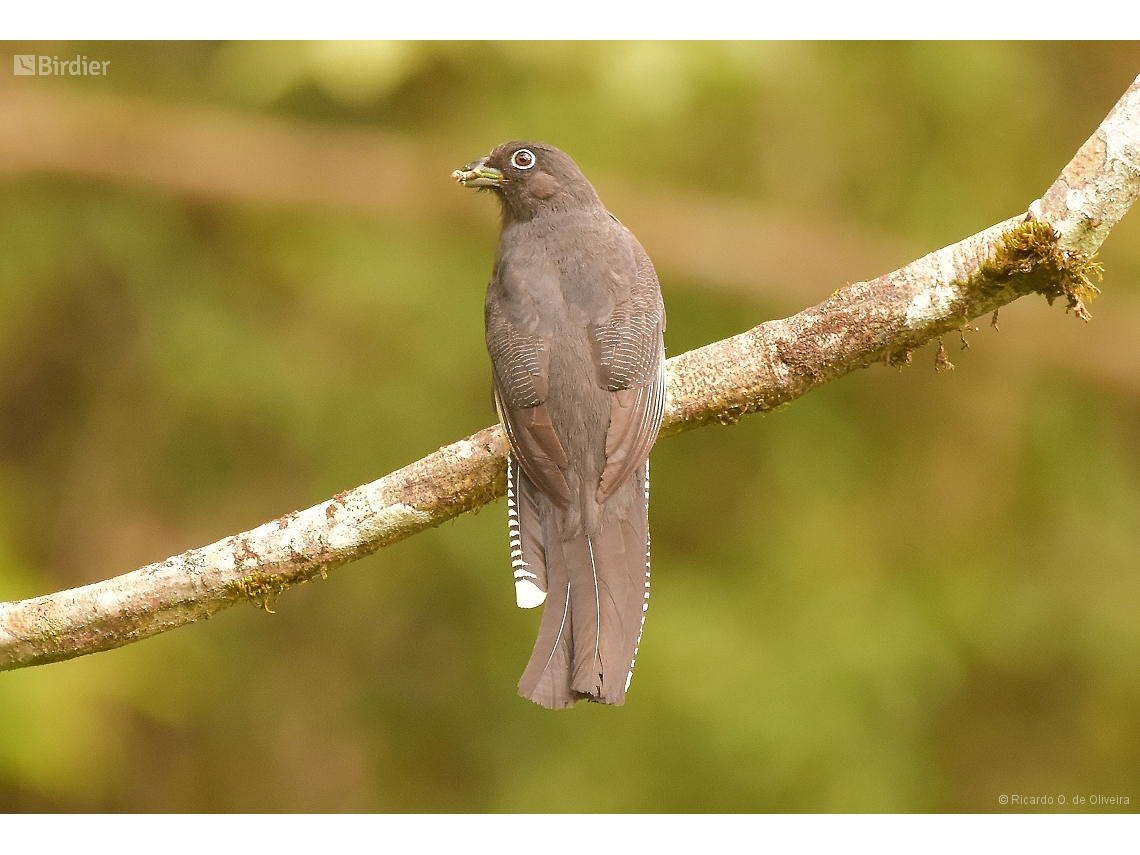 Trogon viridis