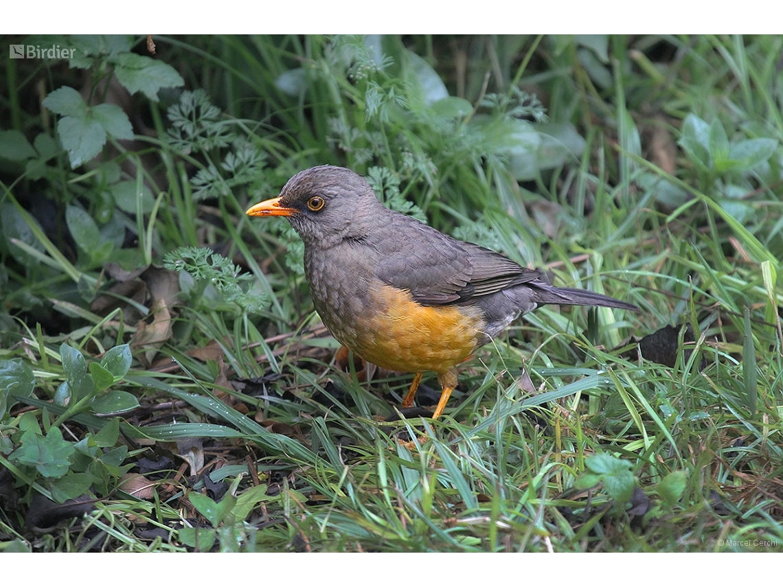 Turdus abyssinicus