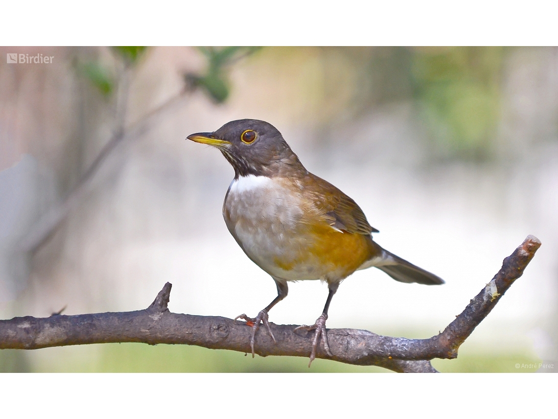 Turdus albicollis