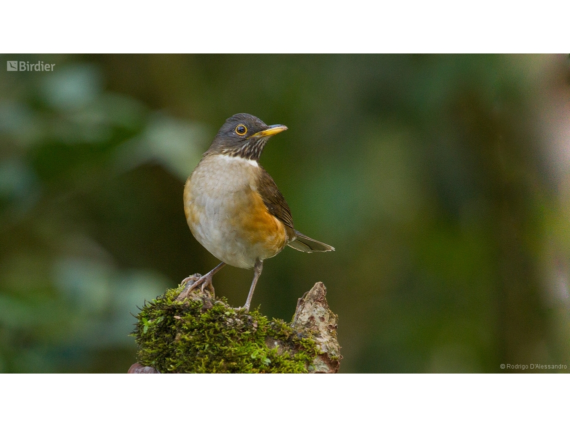 Turdus albicollis