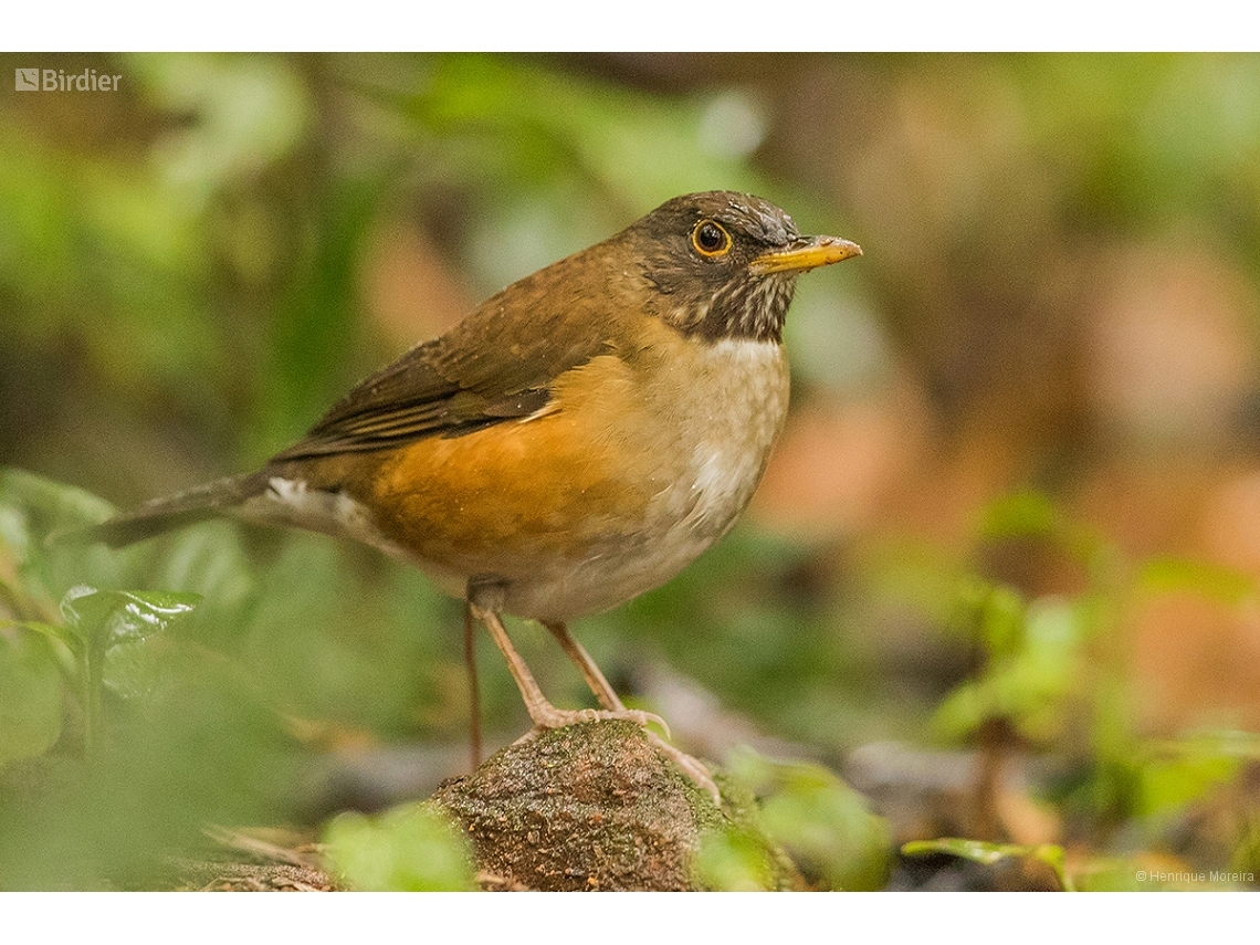 Turdus albicollis