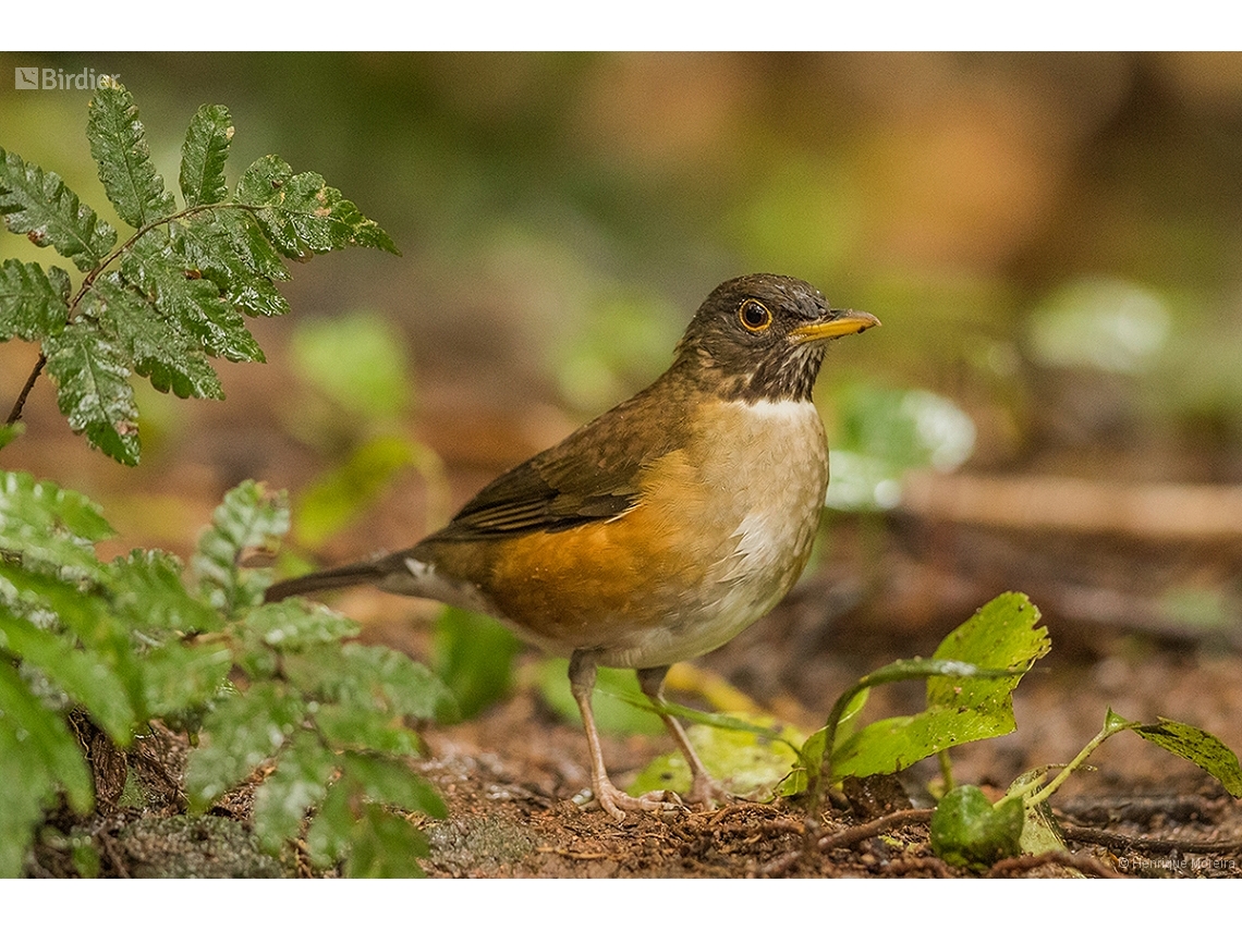 Turdus albicollis