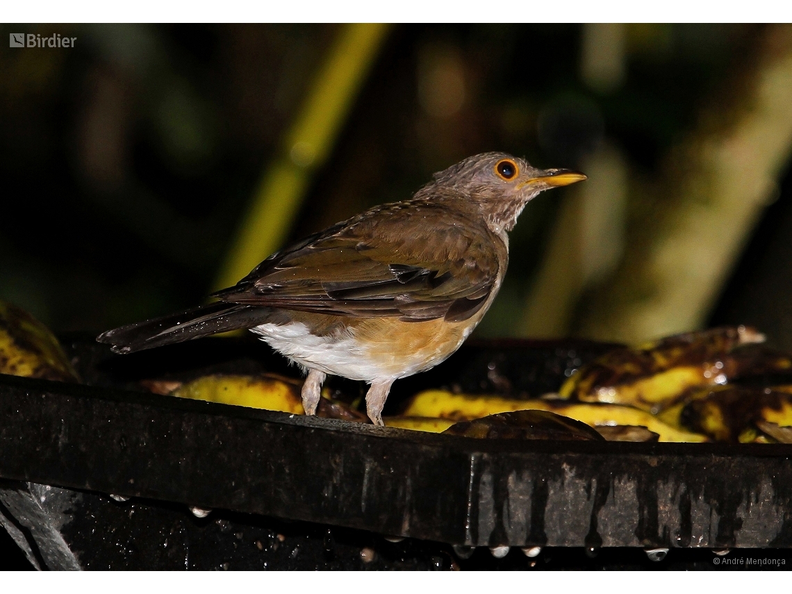 Turdus albicollis