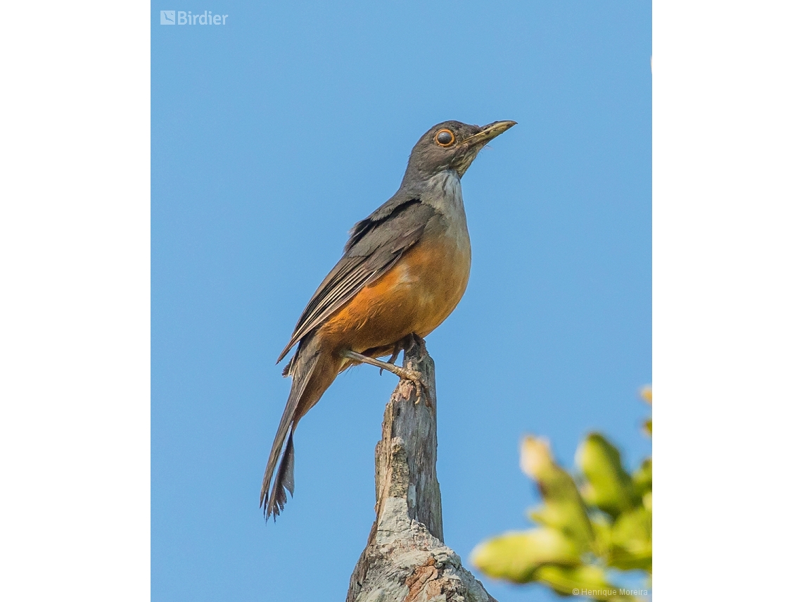 Turdus albicollis