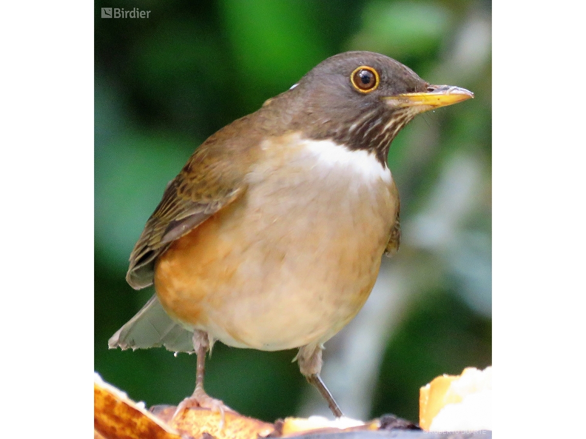 Turdus albicollis