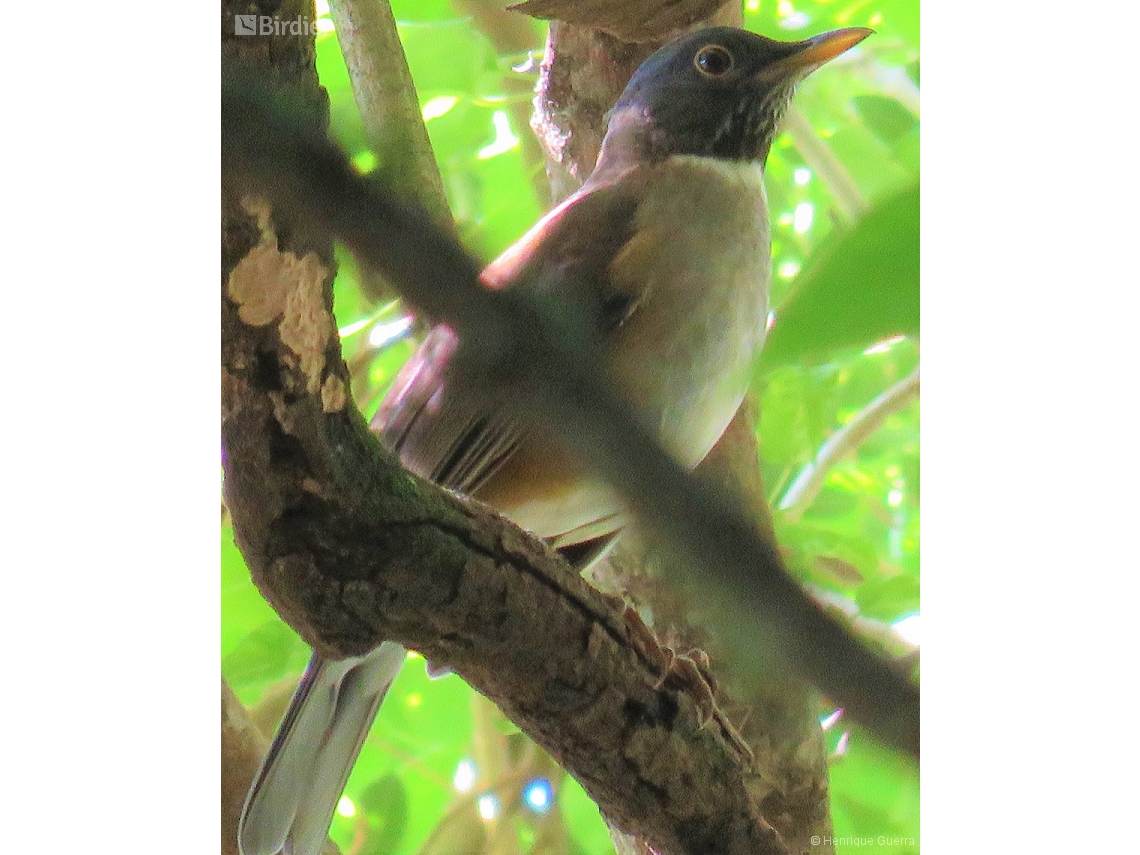 Turdus albicollis