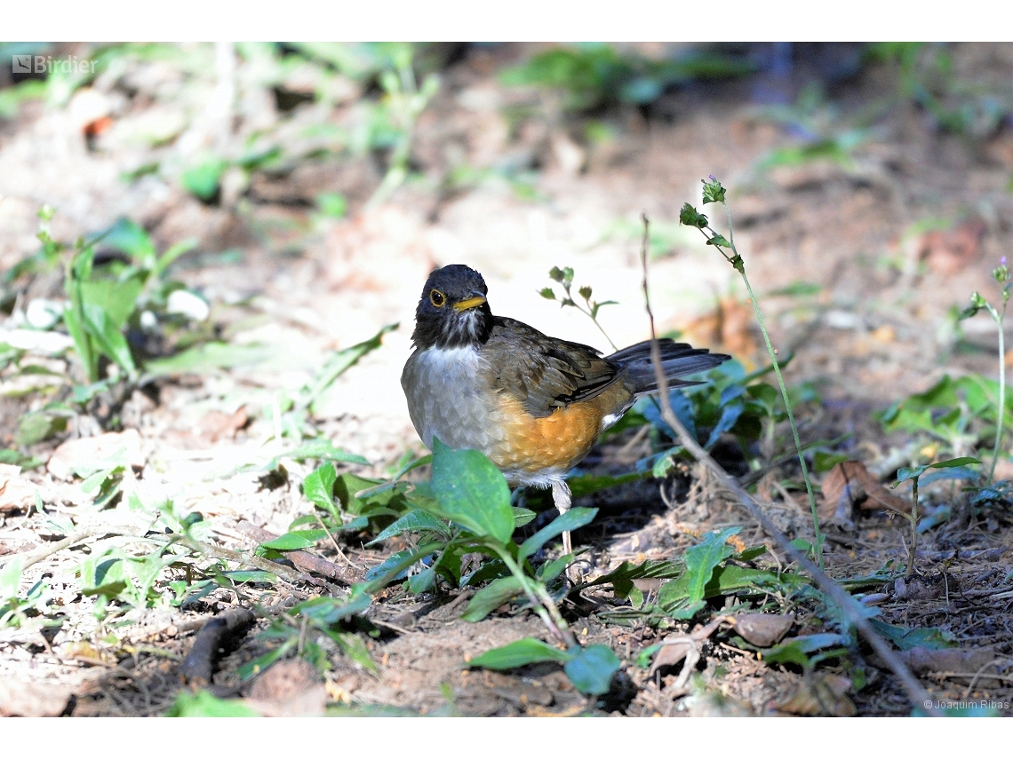 Turdus albicollis