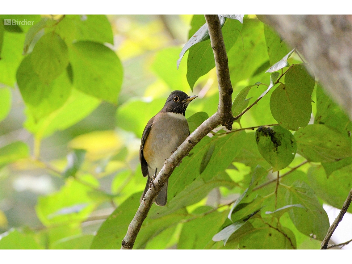 Turdus albicollis