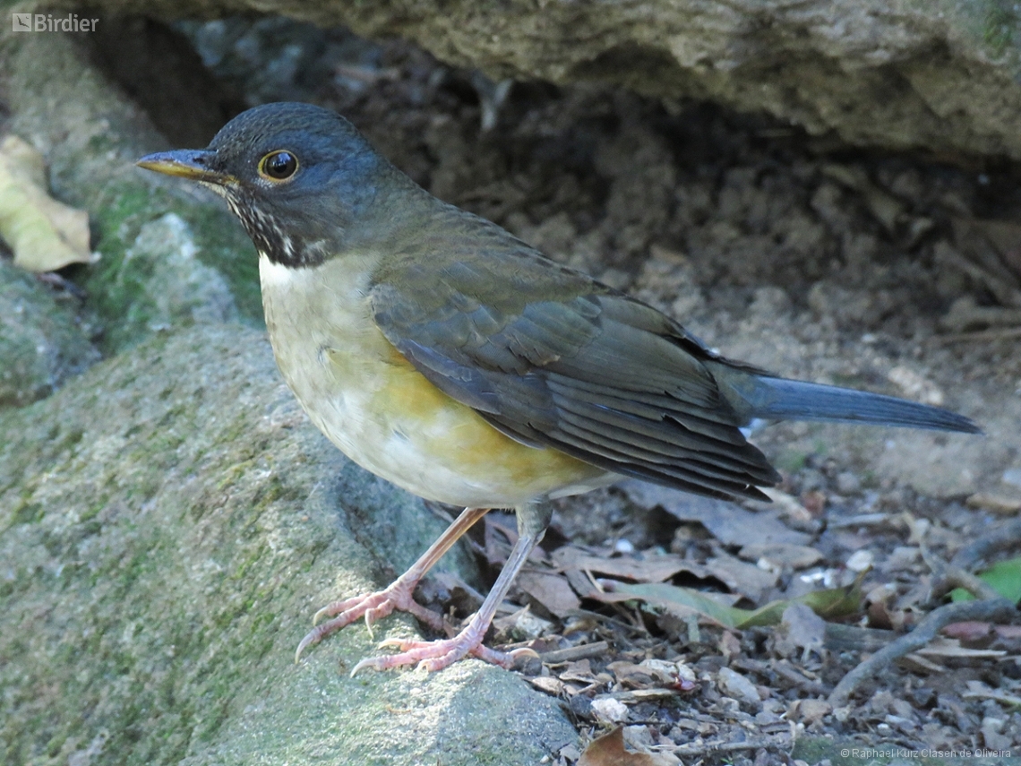 Turdus albicollis