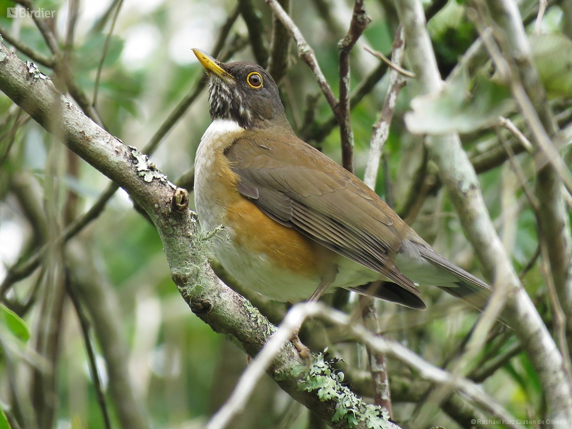 Turdus albicollis