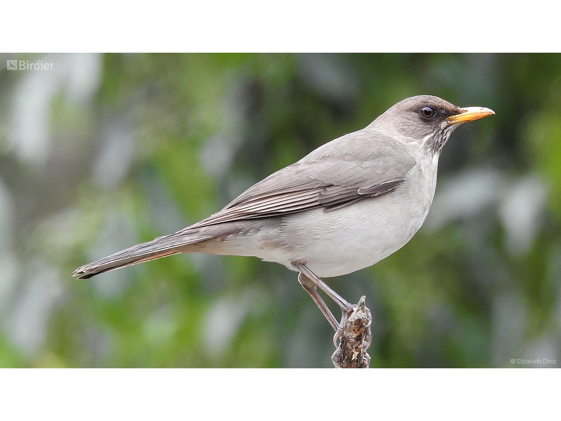 Turdus amaurochalinus