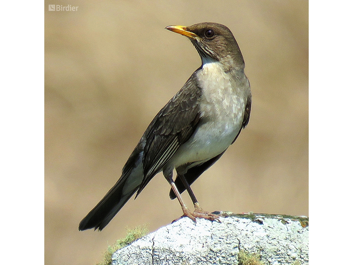 Turdus amaurochalinus