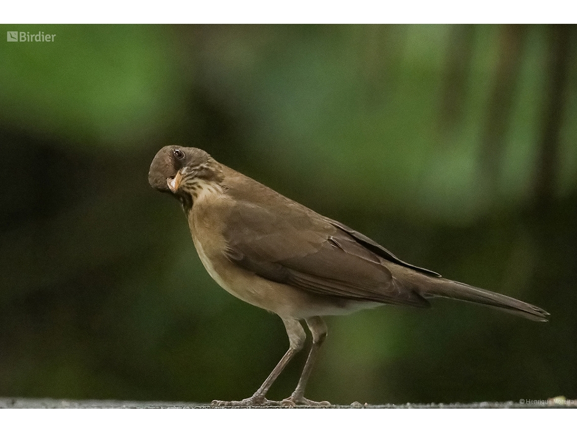 Turdus amaurochalinus