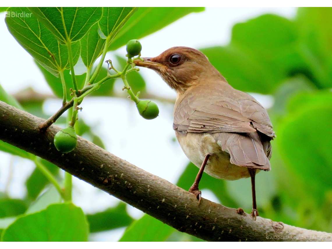 Turdus amaurochalinus