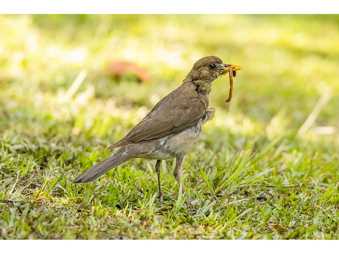Turdus amaurochalinus