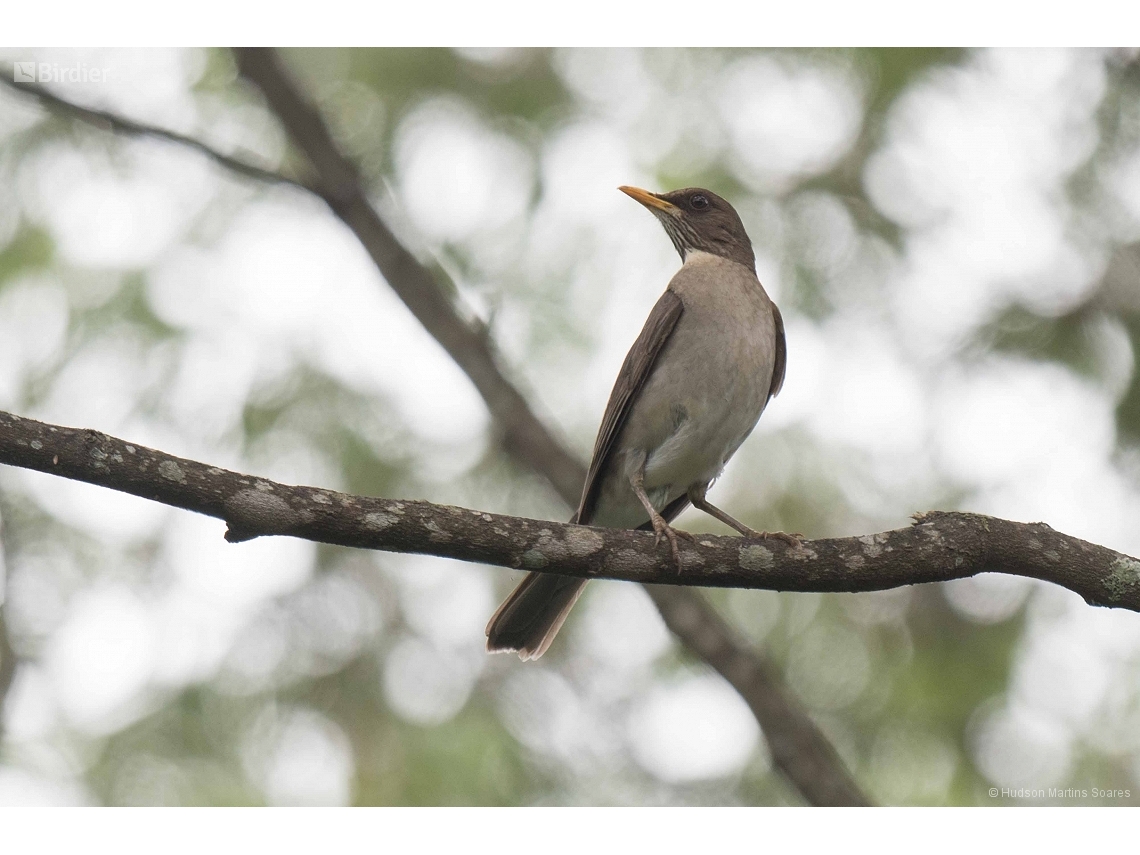 Turdus amaurochalinus