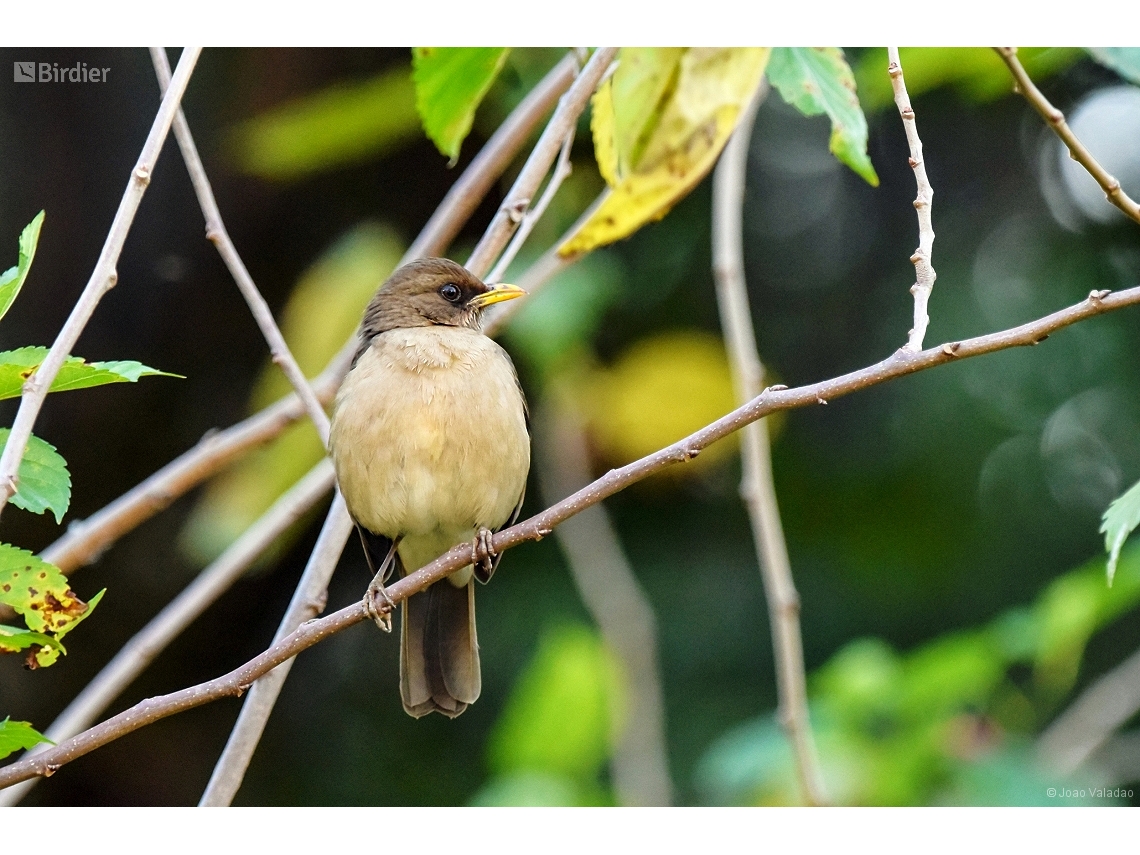 Turdus amaurochalinus