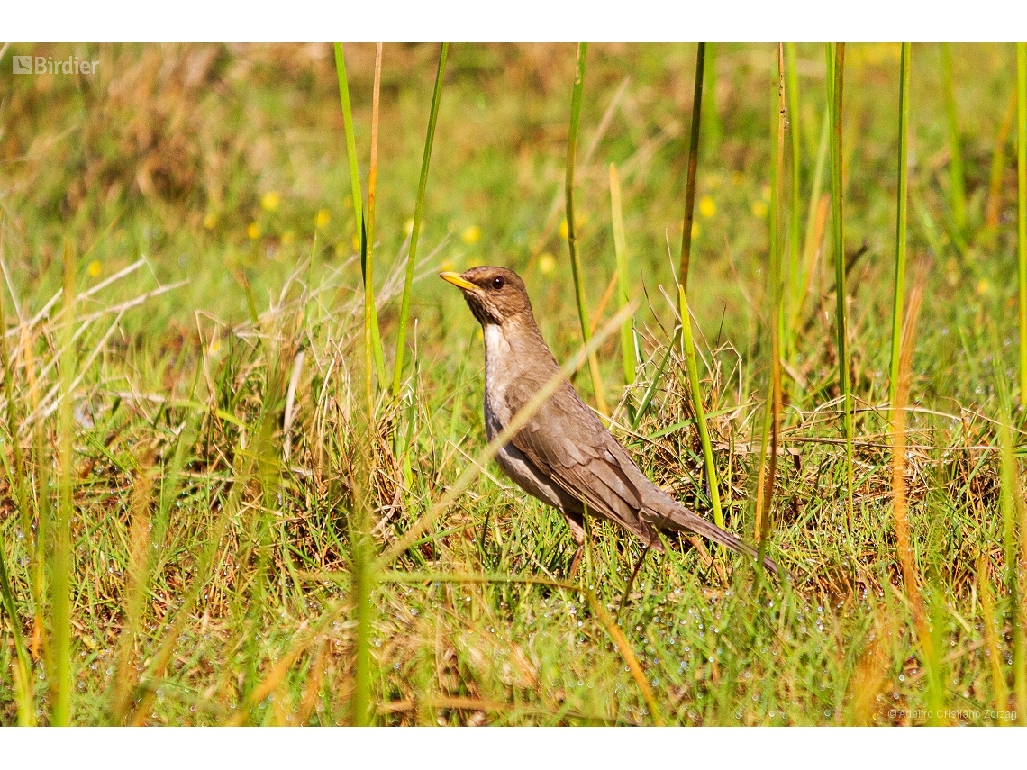 Turdus amaurochalinus