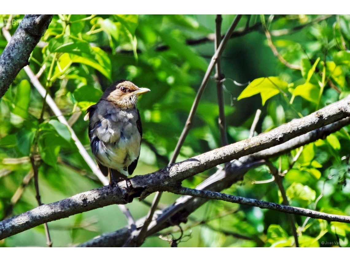 Turdus amaurochalinus