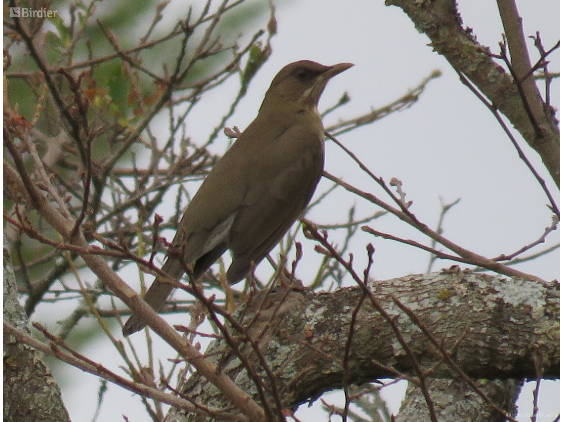 Turdus amaurochalinus