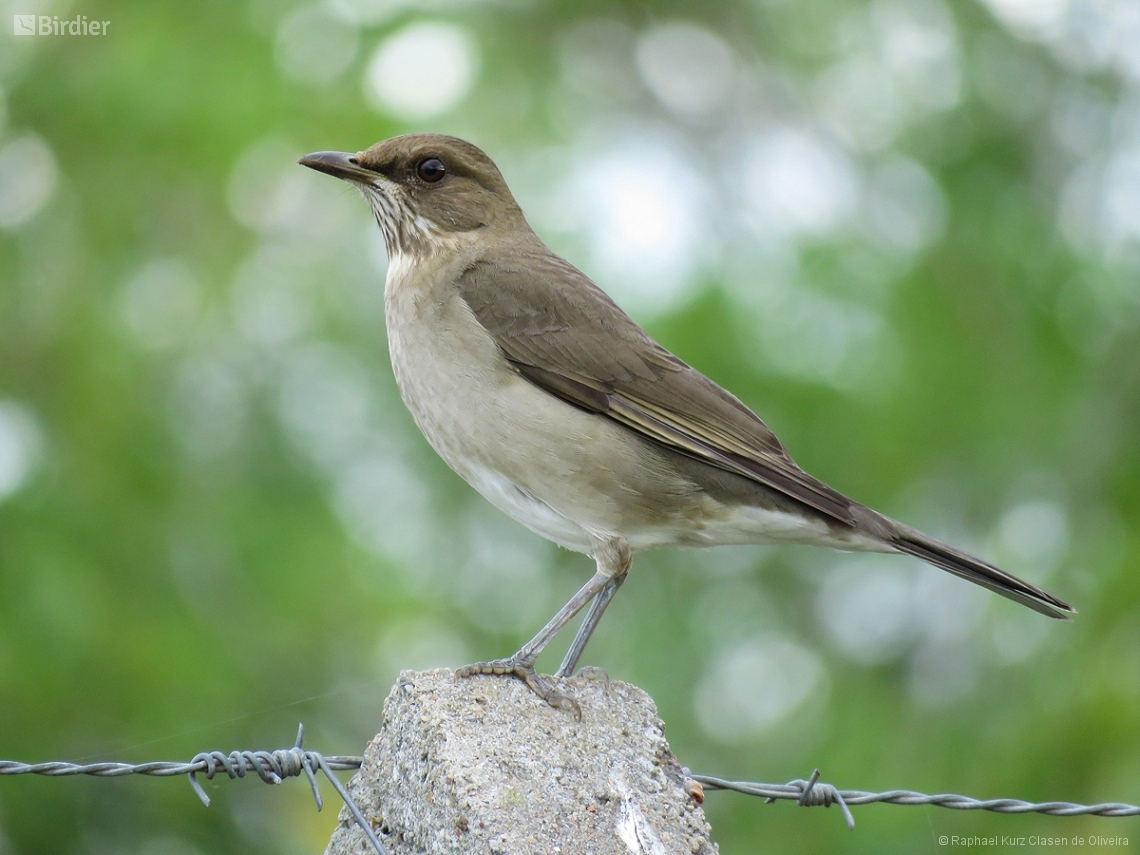 Turdus amaurochalinus