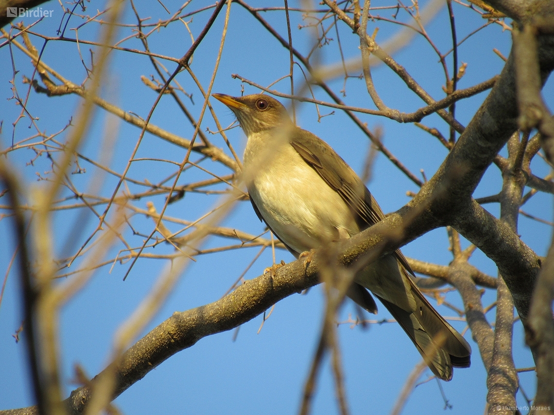 Turdus amaurochalinus