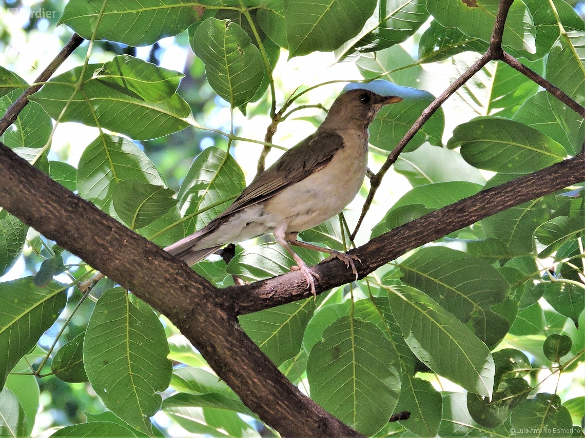 Turdus amaurochalinus