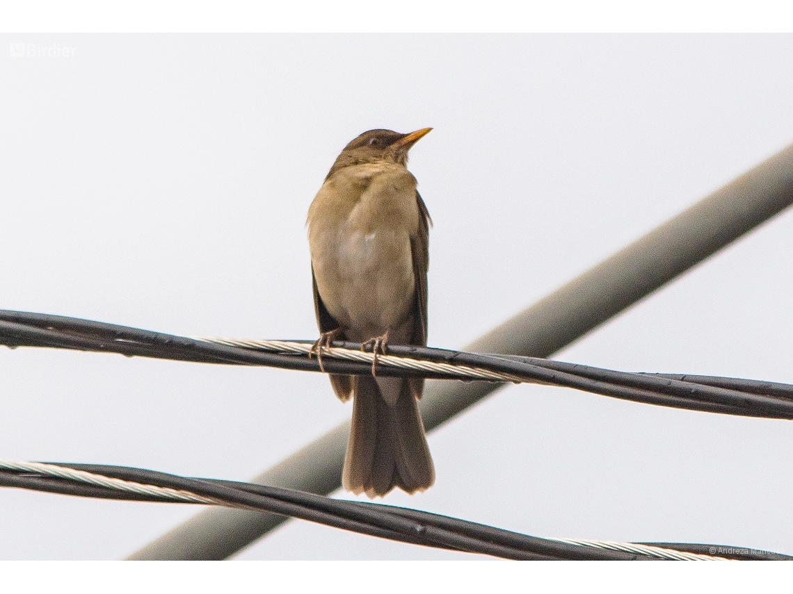 Turdus amaurochalinus