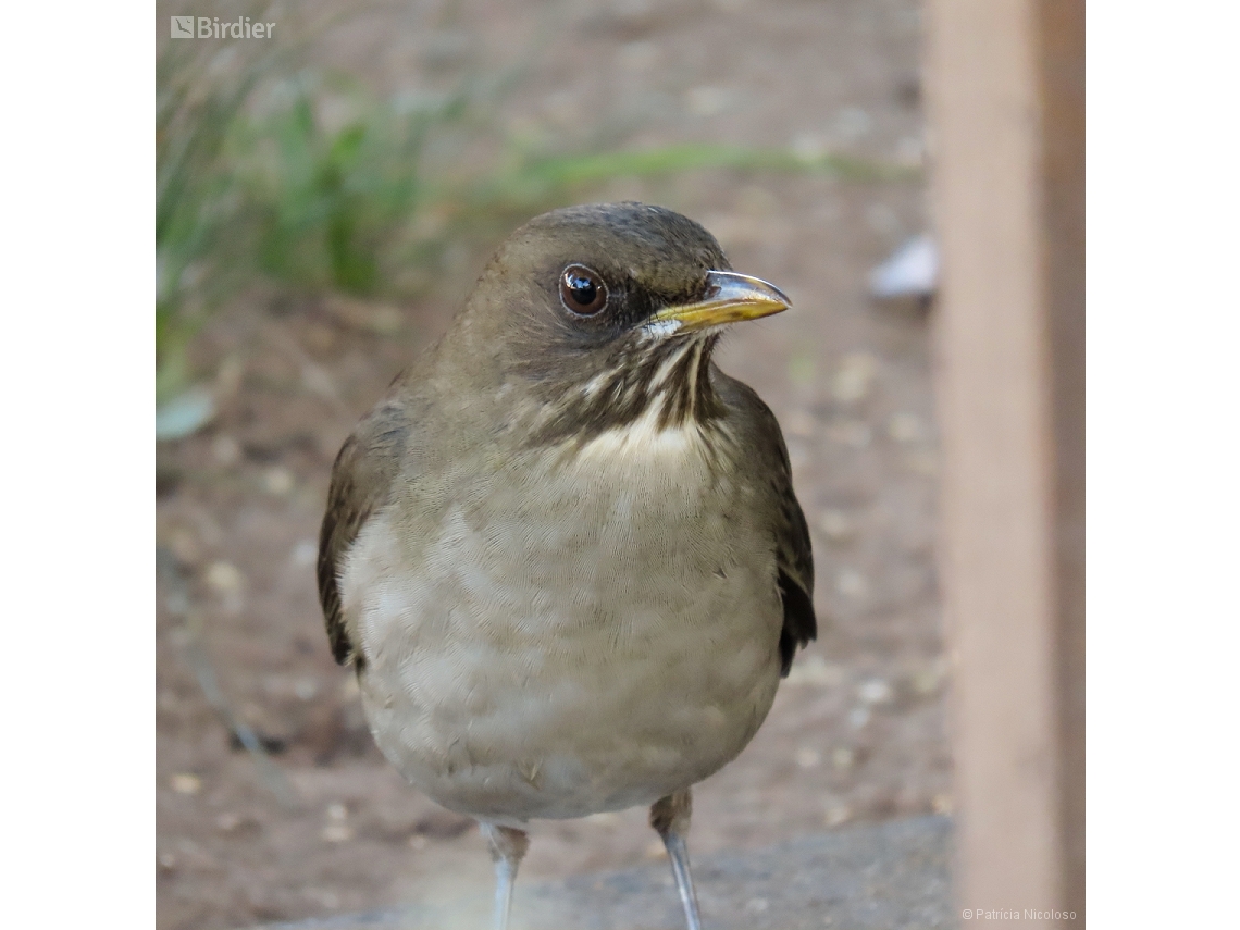 Turdus amaurochalinus