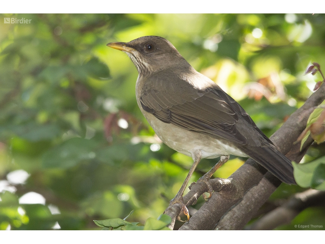 Turdus amaurochalinus