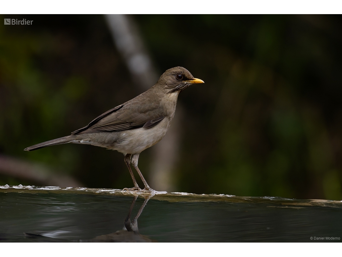 Turdus amaurochalinus