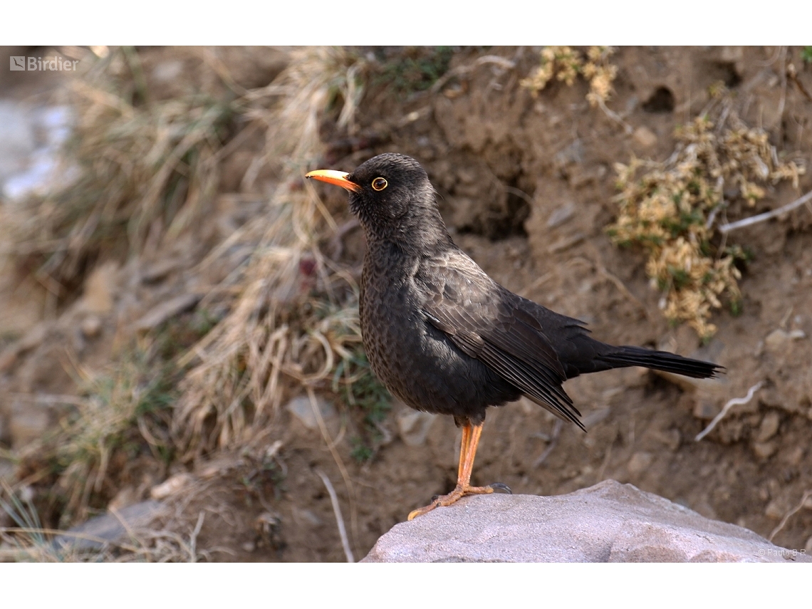 Turdus chiguanco