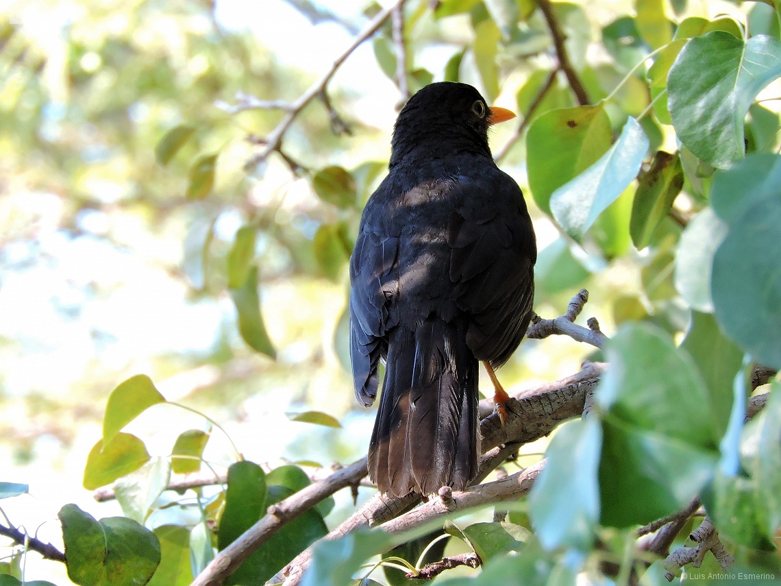 Turdus chiguanco