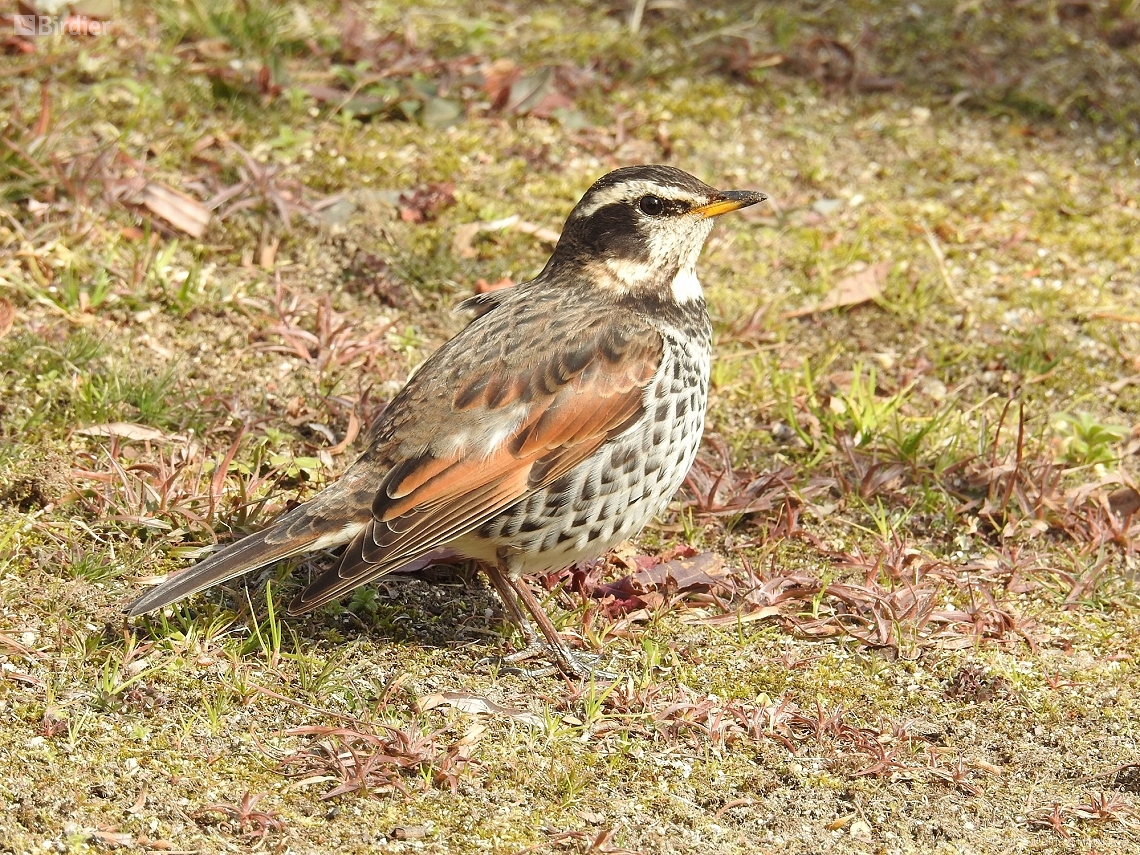 Turdus eunomus