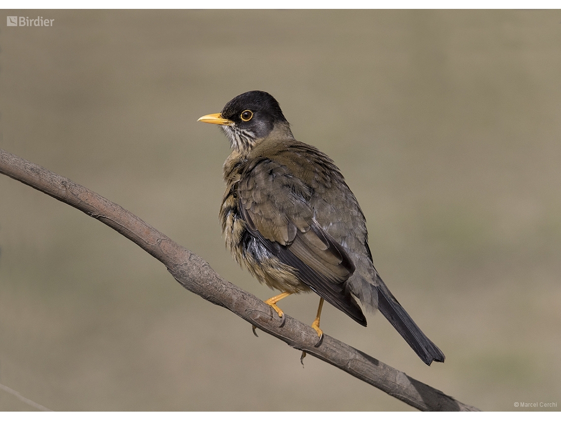 Turdus falcklandii