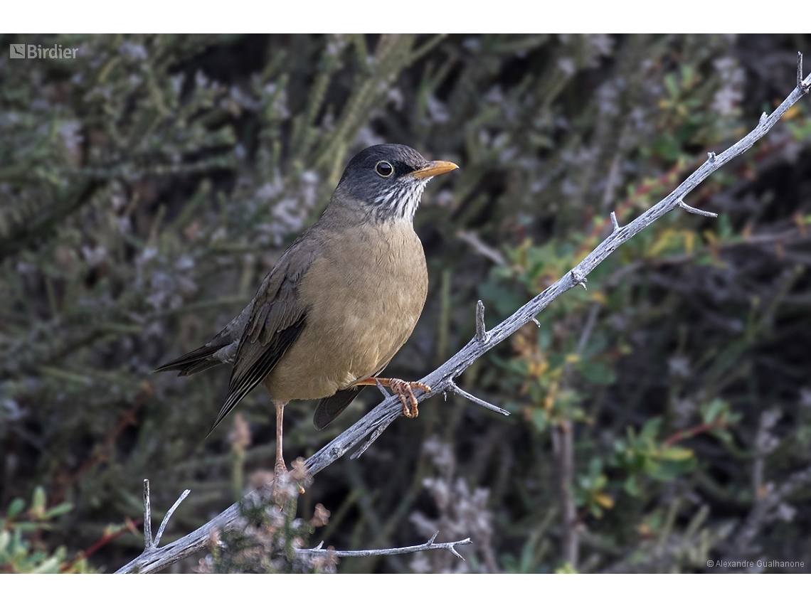 Turdus falcklandii